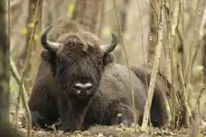 puszcza białowieska