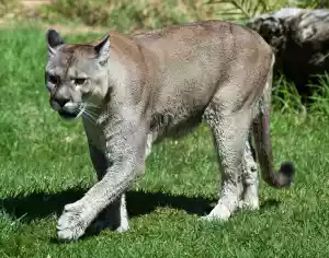 puma