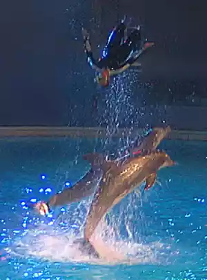 delfinarium