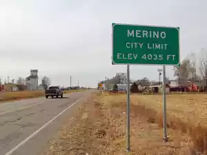 merino