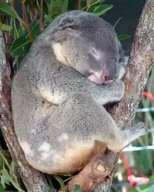 koala