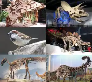 Dinozaury