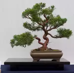 bonsai