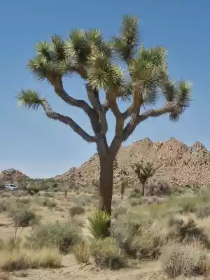 park narodowy joshua tree