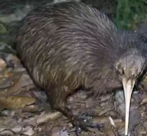 kiwi